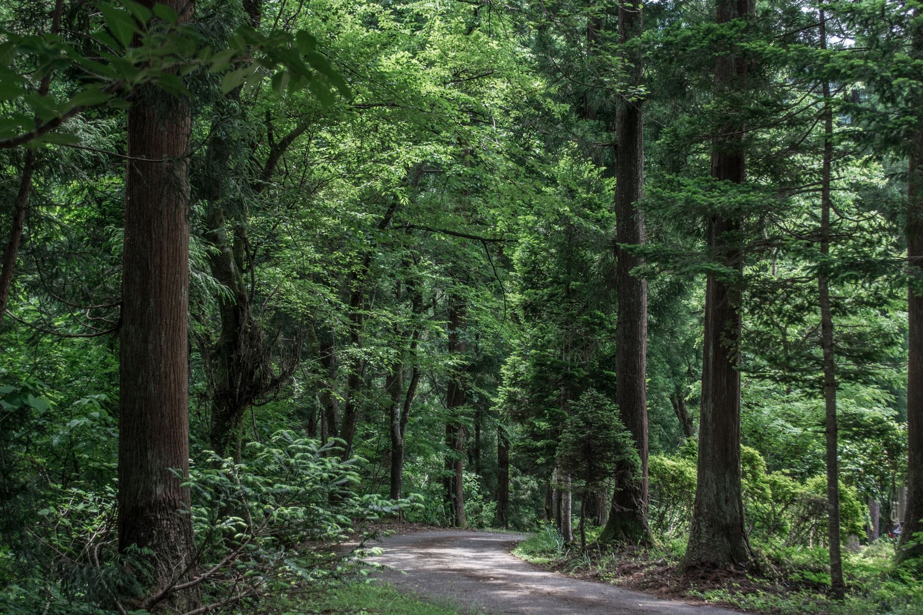Travelling slowly through the Japanese countryside